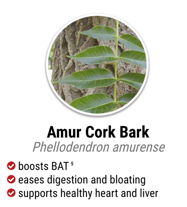 exipure ingredient amur cork bark