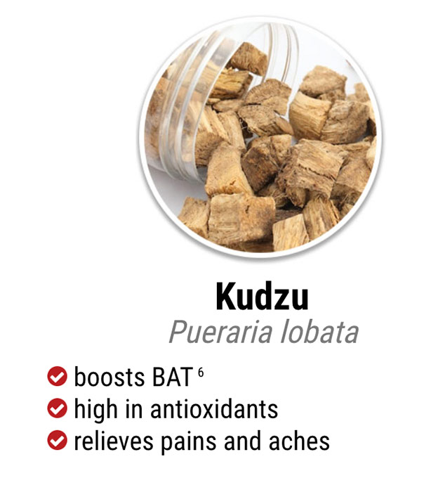 exipure ingredient kudzu