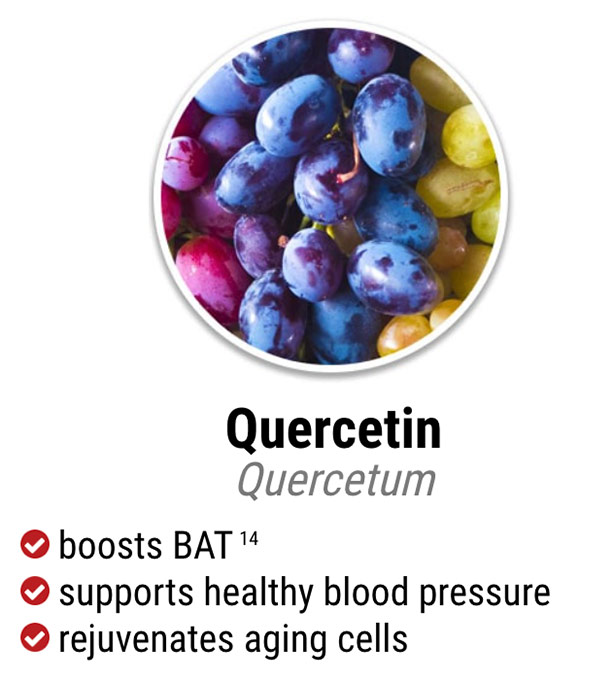 exipure ingredient quercetin