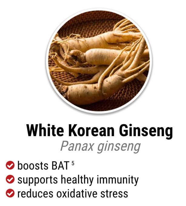exipure ingredient white korean ginseng