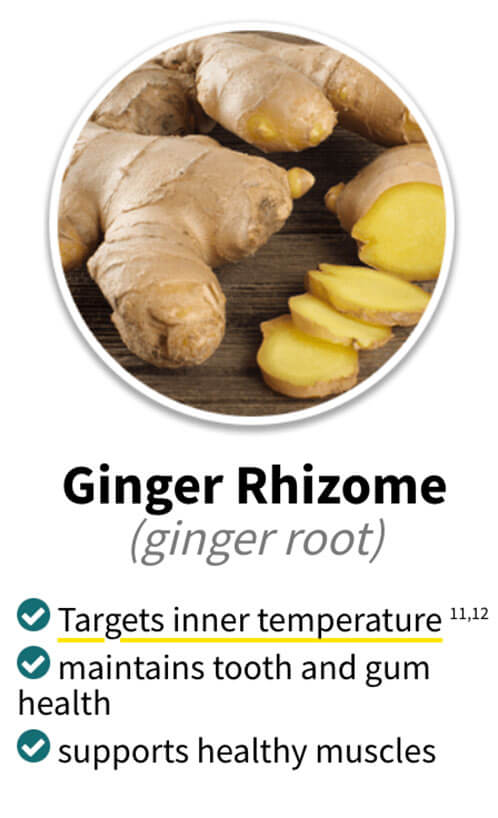 Alpilean ingredients ginger rhizome