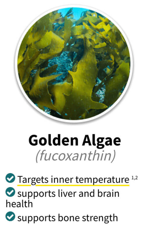 Alpilean ingredients golden algae